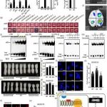 陕西师范大学博士生一作在植物科学一区Top期刊发表研究成果！