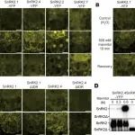 赵杨研究组在Science子刊发文揭示SnRK2激酶感知大分子聚集信号介导渗透胁迫下解抑制过程