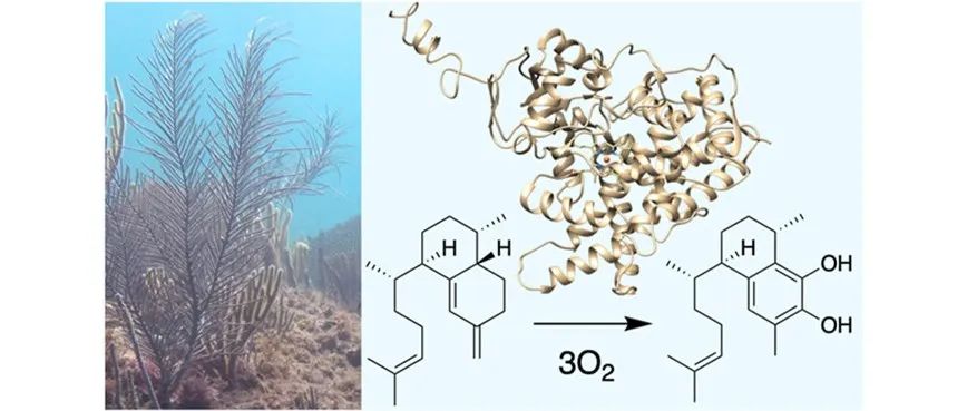 阅读 JACS丨珊瑚天然产物假蕨素的生物合成研究