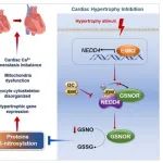 Circ Res丨南京医科大学季勇等表明NEDD4介导的GSNOR降解加重心脏肥大和功能障碍！
