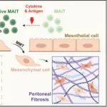 JASN | 中山大学彭晖团队发现MAIT细胞在腹膜纤维化中的调控机制