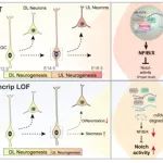 Adv Sci | 基础医学研究所彭小忠/舒鹏程团队揭示Syncrip调节小鼠大脑皮层神经干细胞时序性命运决定的分子机制