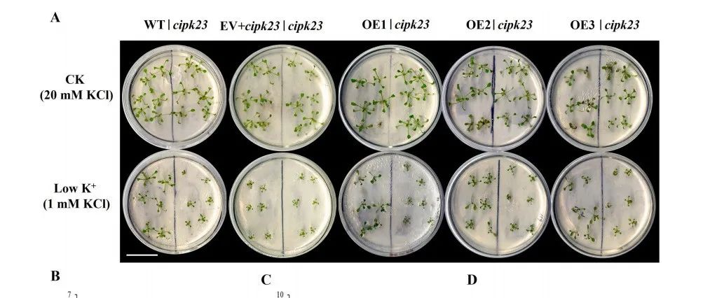 【文献解读】广东省科学院南繁种业研究所吴嘉云课题组揭示甘蔗根系响应低钾胁迫的分子机制