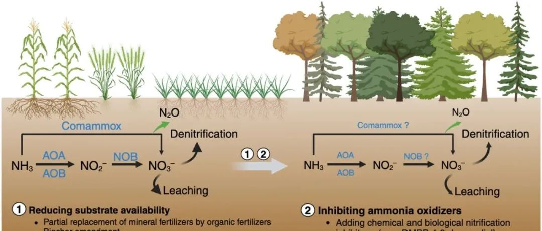 全球尺度评估丨SOIL BIOL BIOCHEM：土壤自养硝化及相关N2O排放的模式和驱动因素