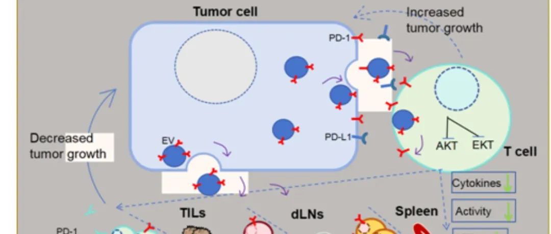 Cancer Letters｜东南大学高山教授课题组在来源肿瘤细胞外囊泡的PD-1调控肿瘤免疫逃逸的功能和分子研究取得进展