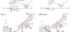 四川大学苏昭铭/黄定明合作最新NSMB