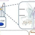 Dev Cell丨上海交通大学陆青等发现了TMC1和CIB2全新结合位点，提出TMC1-CIB2的结合受到钙调控的观点