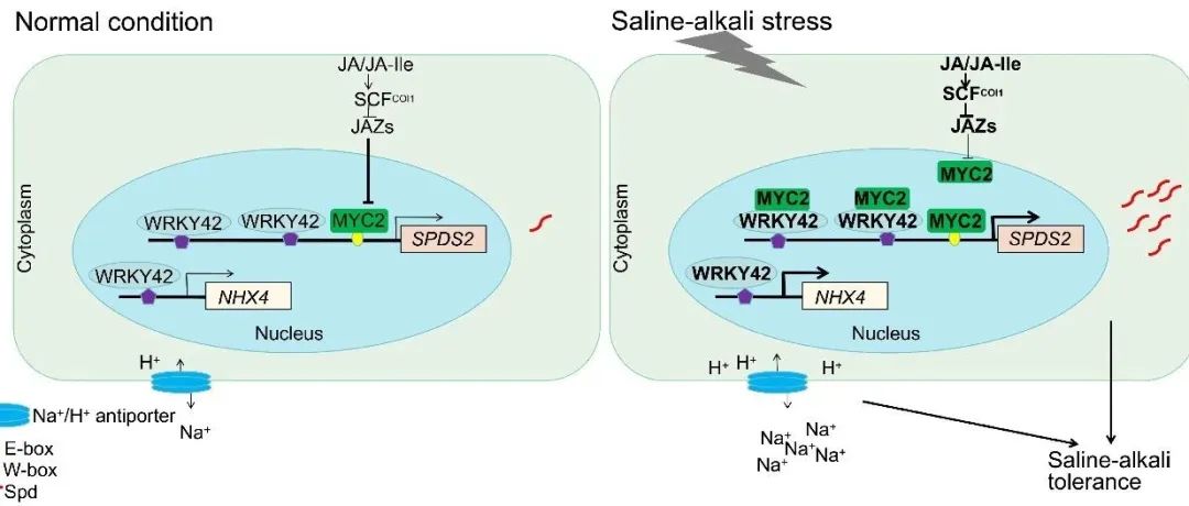 JIPB | 西北农林科技大学胡晓辉教授团队揭示SlWRKY42-SlMYC2模块通过激活茉莉酸信号传导增强番茄耐盐碱性新机制