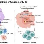 Nat Immunol丨孟广勋/刘辰莹等表明caspase-3裂解产生的短IL-18动员NK细胞抑制肿瘤生长