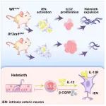 Immunity | 清华大学朱可可/徐和平团队合作揭示肠神经-ILC2互作新机制