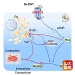 Cell | 山东大学孙金鹏/易凡/肖鹏/于晓鉴定雄激素5α-二氢睾酮的膜受体并揭示其调控肌肉收缩的作用机制