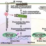 陈学伟教授团队揭示调控植物免疫新机制