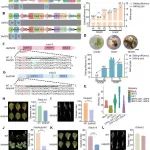 中国农科院蔬菜花卉所利用改良的CRISPR/Cas9系统敲除BPM6和DMR6基因创制具有广谱抗病性的甘蓝新种质