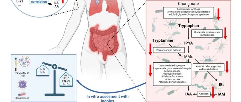 Gut Microbes | 肠道微生物色氨酸代谢紊乱与新冠急性炎症反应和长期新冠相关