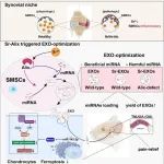华西口腔王军/华西医院刘瑾团队：锶-Alix 互作优化滑膜间充质干细胞外泌体 miRNA 装载，促进颞下颌关节炎有效治疗