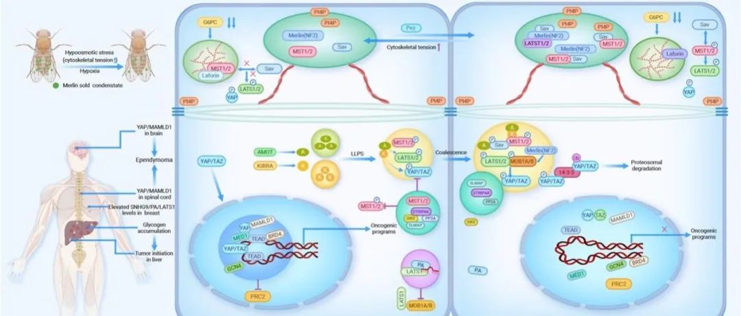The Innovation Life | 组织稳态的重要守护：Merlin固态凝聚体开启Hippo信号通路调控新模式