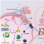 Biomaterials：双光子光敏剂可特异性靶向和诱导肿瘤焦亡以引发全身免疫增强抗肿瘤治疗