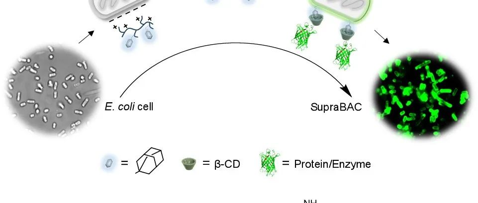 【转载】Angew. Chem. | 基于超分子策略构建活细胞：实现自适应且可循环利用的级联合成
