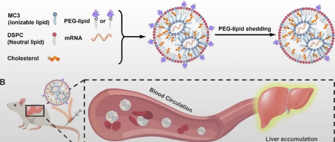 西湖大学程建军教授团队 ACS Nano：阐释脂质纳米颗粒（LNP）的PEGylation修饰在肝脏mRNA递送中的构效关系