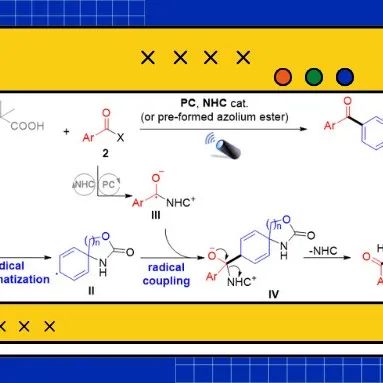 贵州大学池永贵、任世超/新加坡科技研究局（A*STAR）章兴龙 SCC：NHC介导的光催化芳烃对位选择性C-H键酰化反应