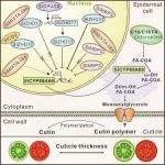 Cell子刊！重庆大学李正国课题组揭示番茄果实角质层形成的关键模块及其分子机制