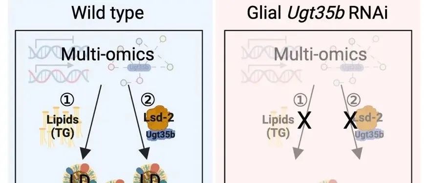 Cell Rep丨 复旦大学许智祥/宫晔揭示糖基转移酶Ugt35b调控果蝇脂质代谢和衰老的机制