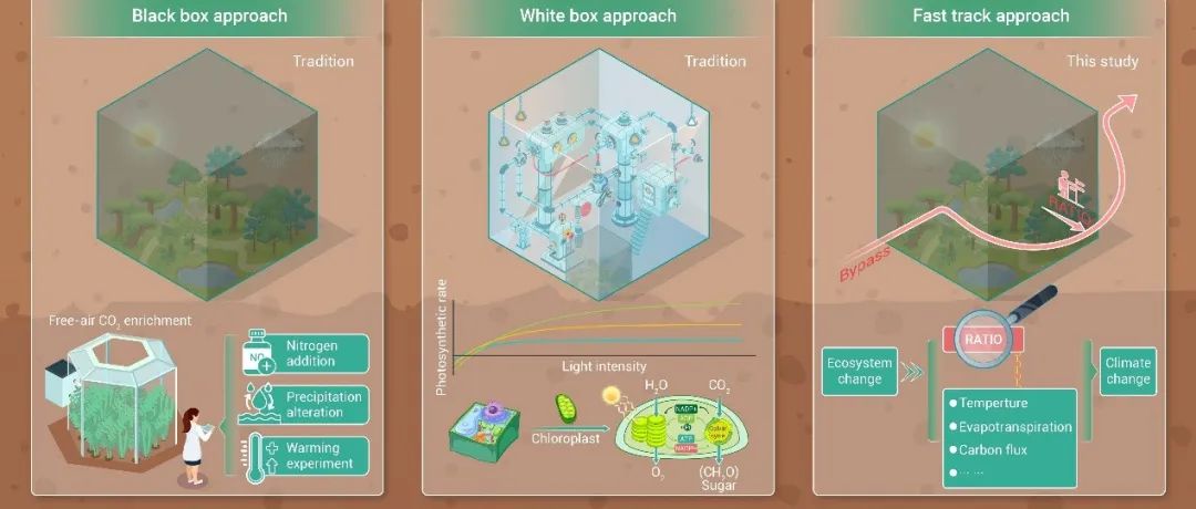 The Innovation | 水汽通量比：揭示生态系统变化气候效应的新途径