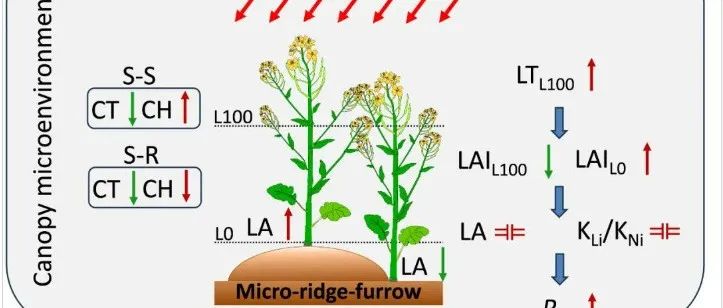 The Crop Journal | 华中农大油菜栽培生理团队发现微垄作丰产增效的冠层异质化机制