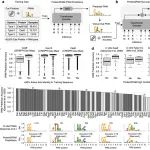 bioRxiv｜Protein2PAM大模型问世，精准预测与定制化进化PAM识别能力！