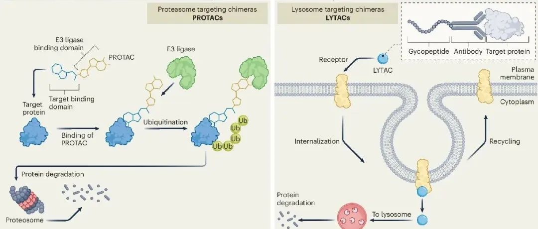新春特辑 | 蛋白质靶向降解