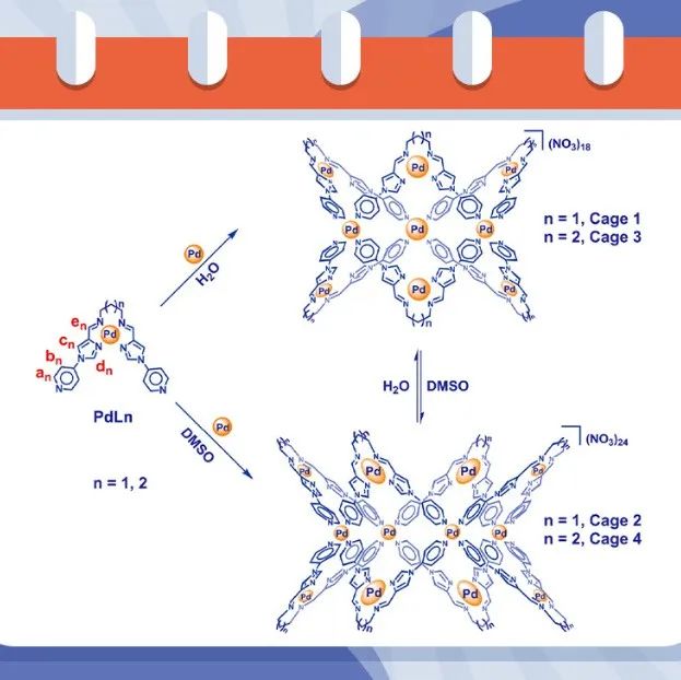暨南大学周小平/李丹课题组Sci. China Chem.：Pd3L6和Pd4L8金属有机笼结构转变机理的研究