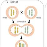 王克剑研究员最新综述：植物孤雌生殖研究进展