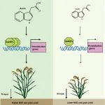 南京农业大学李姗教授课题组最新Nature子刊！