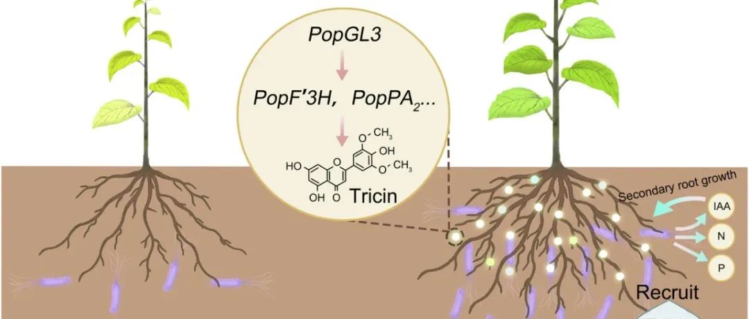 NC| 北京林业大学张德强/谢剑波课题组揭示黄酮驱动根际假单胞菌来促进杨树氮利用和次生根生长的遗传机制