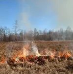 2篇好文！东北地理所在计划火烧影响下多年冻土区泥炭地关键元素循环研究方面取得进展