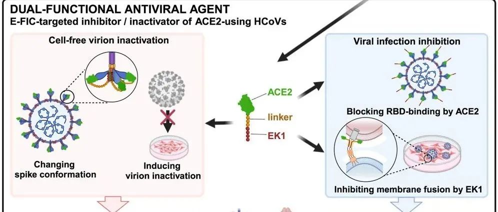 Cell | 复旦大学陆路/孙蕾/姜世勃团队设计高效双功能抗病毒候选药物