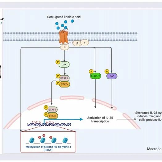 Gut Microbes | 南开大学杨荣存团队发现REG4通过CLA激活巨噬细胞，诱导IL-35的表达