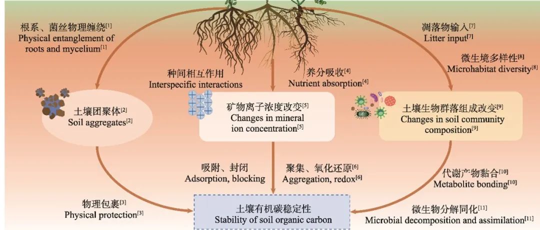 【课题组进展】植物生态学报：植物多样性对土壤有机碳及其稳定性影响的研究进展