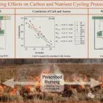 东北地理所在计划火烧影响下多年冻土区泥炭地关键元素循环研究方面取得进展