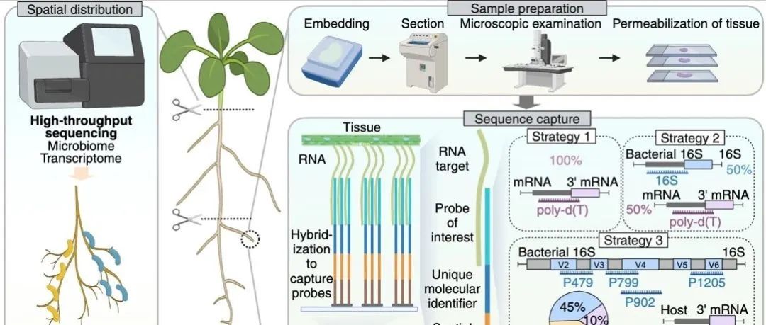 东北地理所在Trends in Plant Science发表空间微生物组评述论文