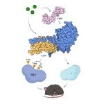 Cell Chem Biol | 北京大学饶毅团队揭示睡眠调控新机制