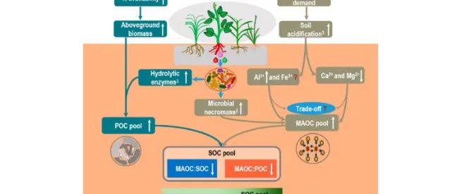 【文献精选】Global Change Biology | 氮能增加土壤有机碳的积累并改变其功能