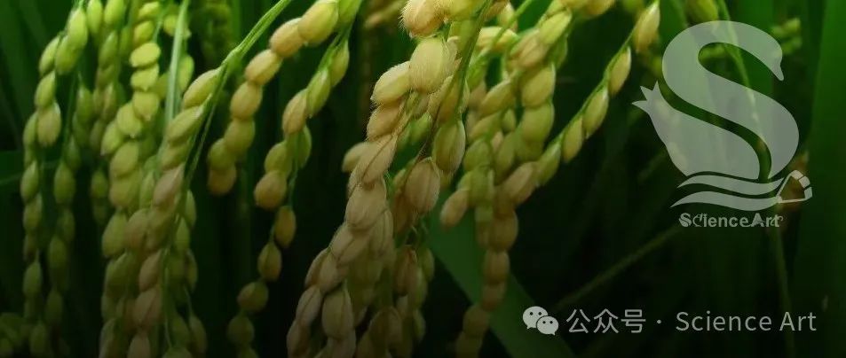 西南大学农学与生物科技学院水稻团队/重庆市水稻产业技术体系创新团队揭示水稻LHC组装的分子机制