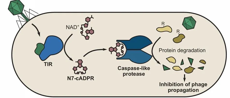 Science｜细菌Caspase样蛋白酶实现噬菌体免疫的建立