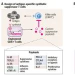 Science | 工程化合成抑制性T细胞用于局部靶向免疫保护的研究