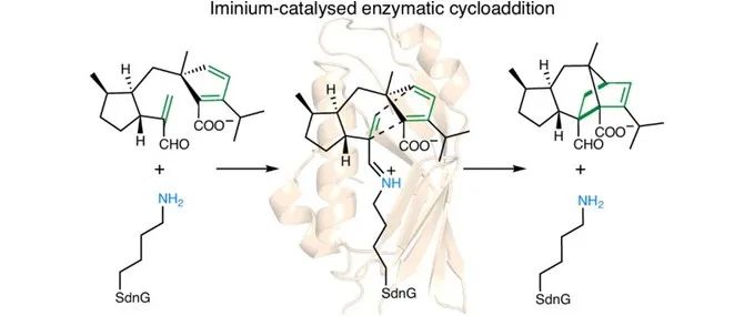 阅读 Nat&#160;Catal丨天然Diels-Alderase中的亚胺催化