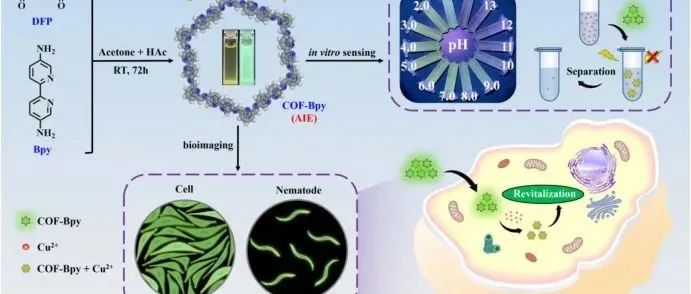 BB.高量子产率的聚集诱导发光共价有机框架用于灵敏的 pH 监测以及铜中毒的诊断和缓解。