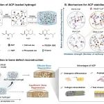 西安交大成一龙教授、裴丹丹研究员 AFM：具有重复双羧基结构和高基质强度的水凝胶用于稳定无定形磷酸钙并促进骨再生