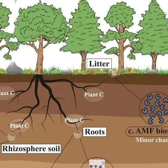 中国科学院华南植物园鼎湖山站揭示氮沉降对热带森林丛枝菌根真菌和土壤碳储量的影响