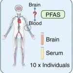 昆士兰大学ES&T：PFAS在大脑中的新秘密——碳链越长，积累越多！